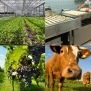 Mezőgazdaság