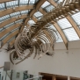 Tudós Csajok beszámoló: „Birtokba vettük a Természettudományi Múzeumot!”