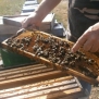 A méhészet a hazám
