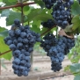 Érik a szőlő… – Nagygombos, a magyar Toscana